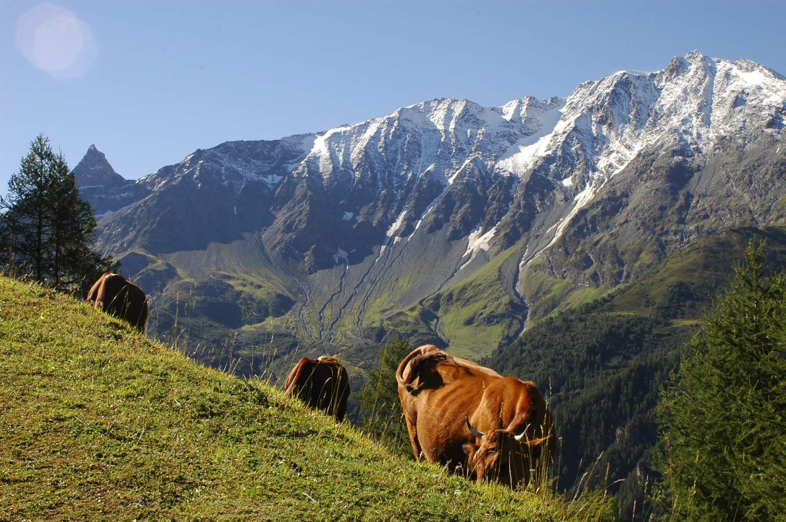 Montagne avec vaches près de l'Hôtel l'Alpin à Landy en Savoie proche du Domaine des Arcs